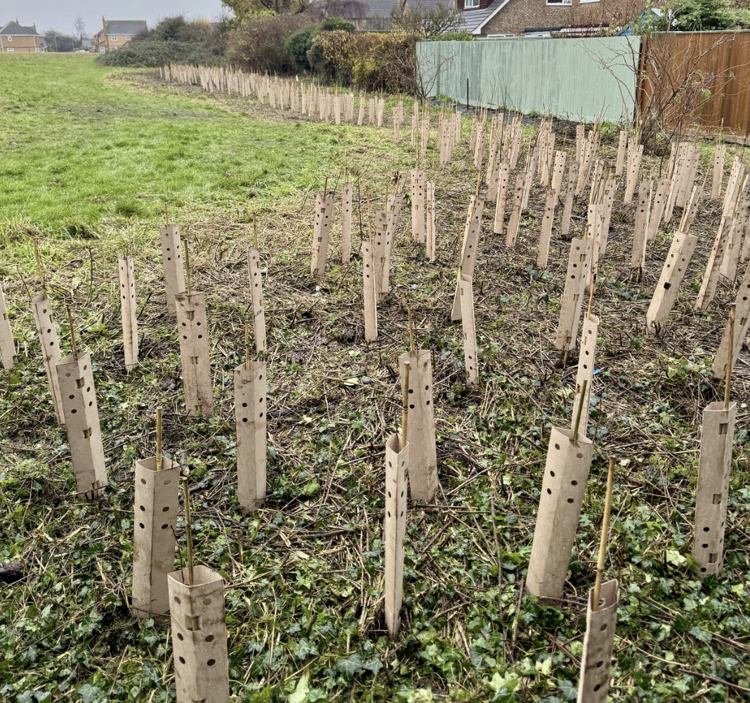 Trees being planted
